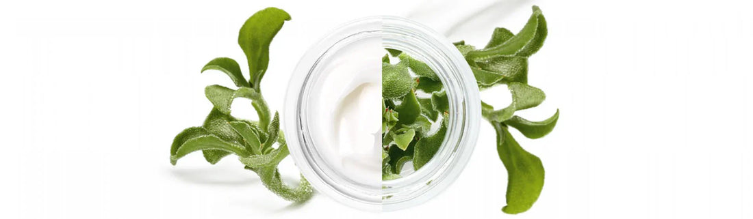COSMÉTIQUE VÉGÉTALE®